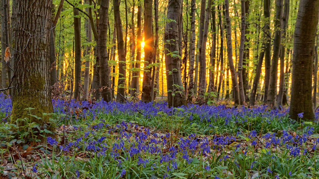 Bluebells In the Wood