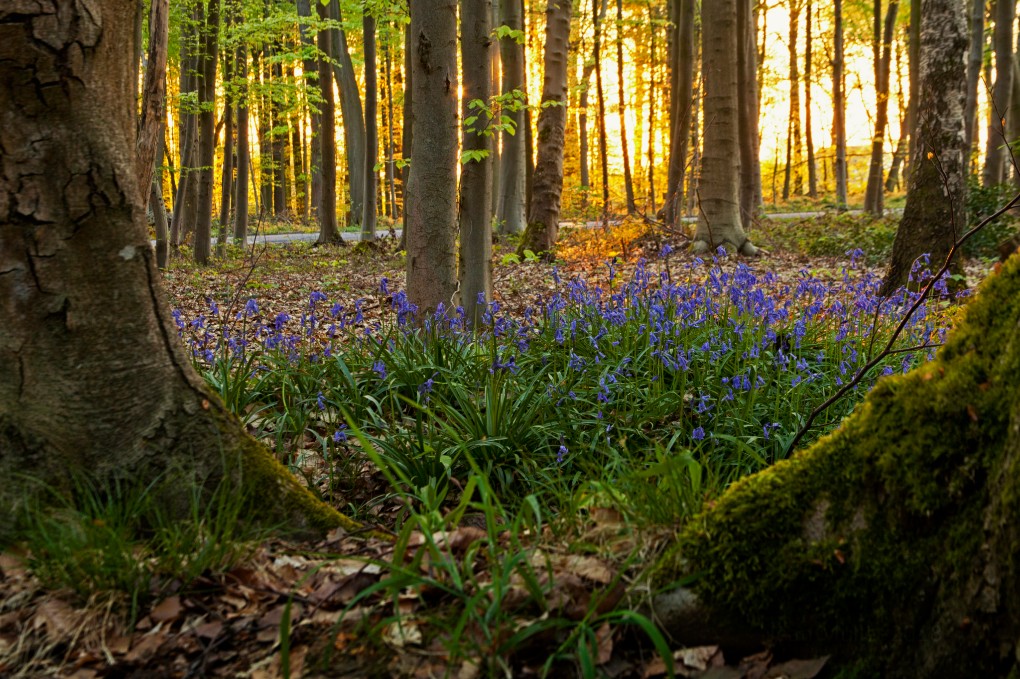 Bluebells at dawn