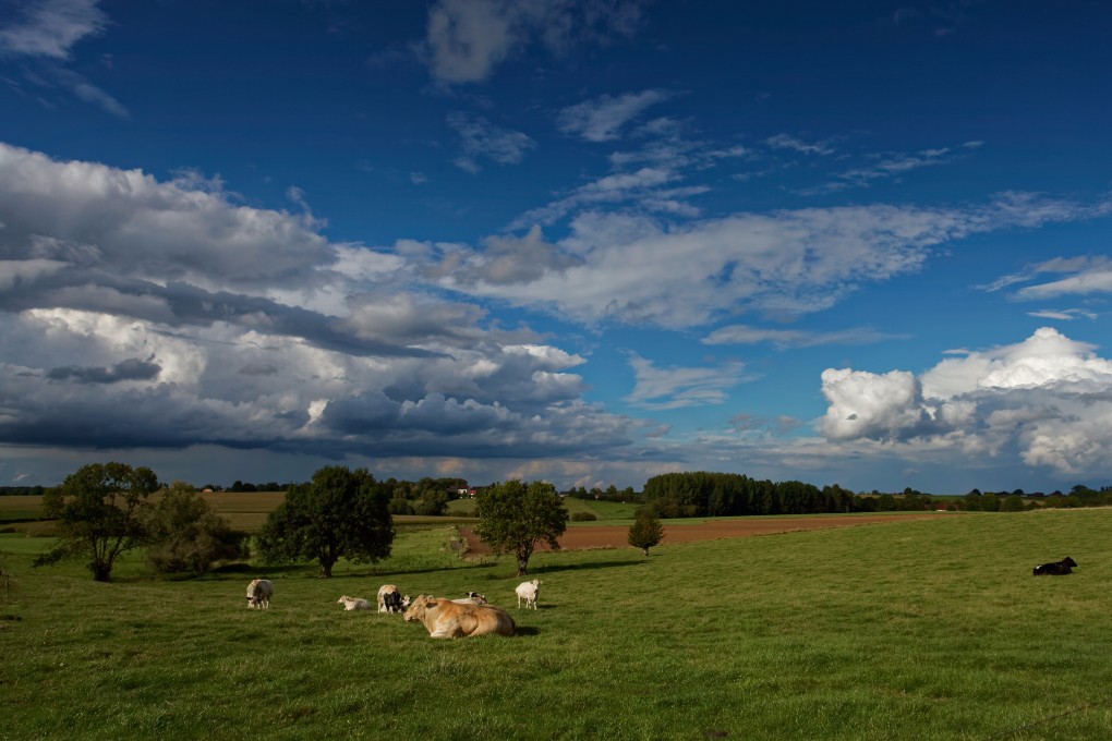 Cows and clouds