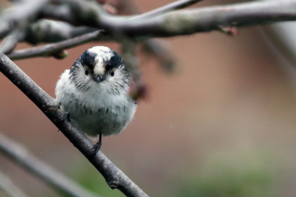Mesange a longue queue