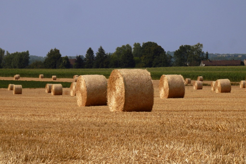 Summer hay rolls
