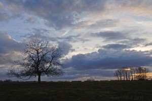 Trees Silhouettes At Sunset      